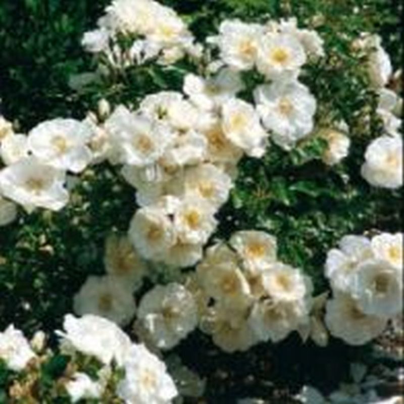 Flower Carpet 'White Rose'
